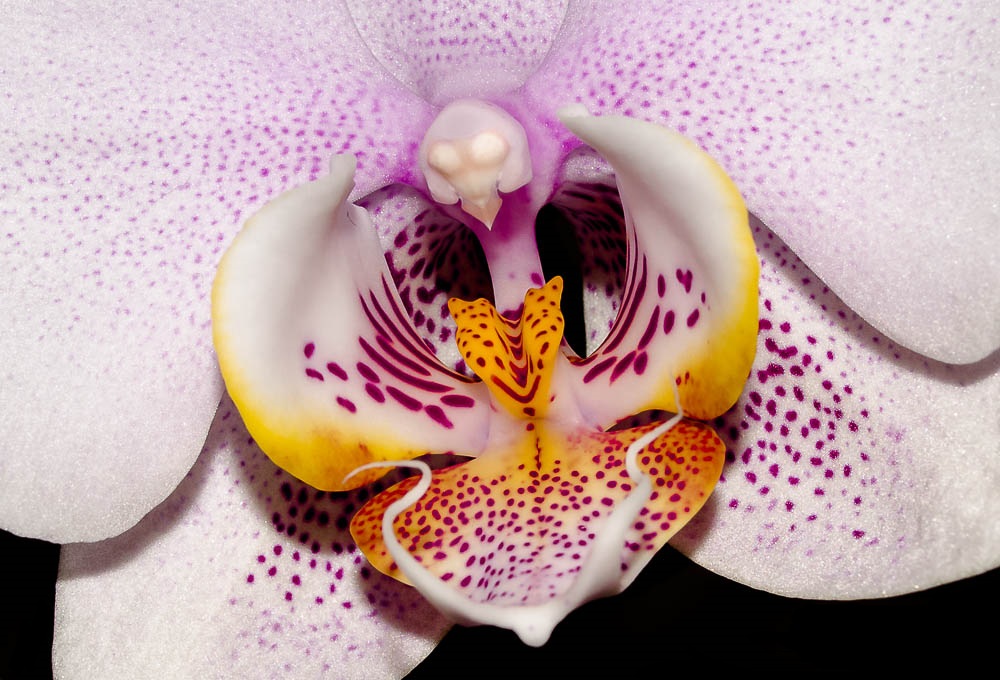 Orchidee