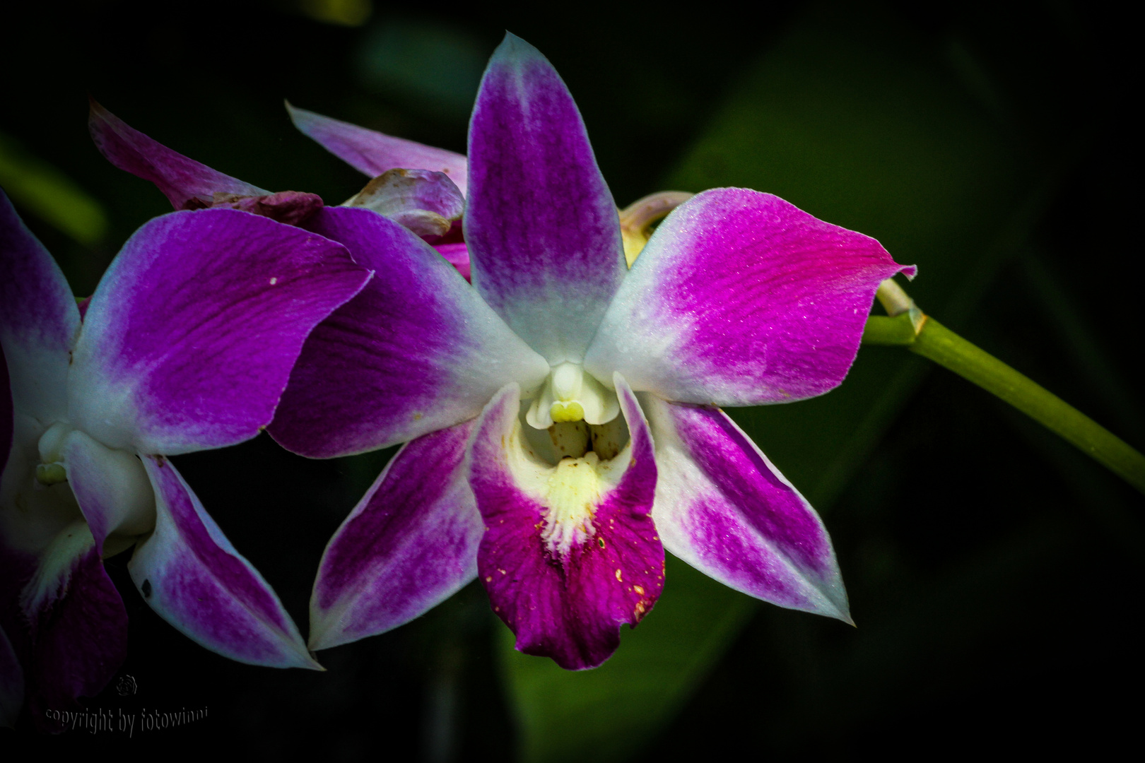 Orchidee 48