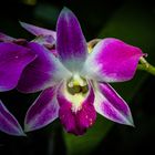 Orchidee 48