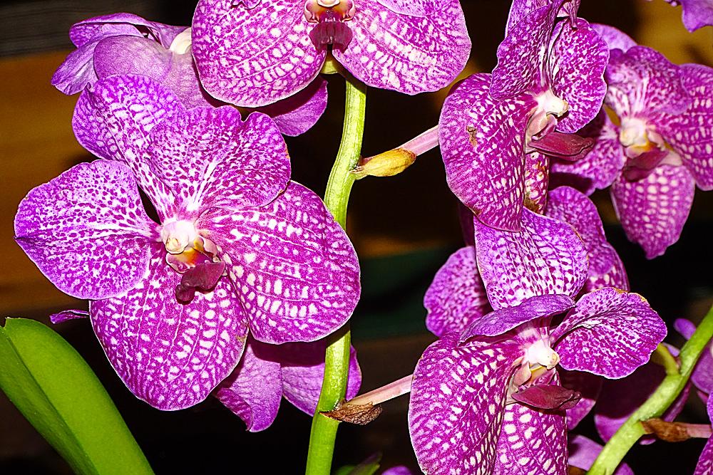 Orchidee-48