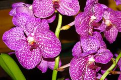 Orchidee-48