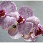 Orchidee