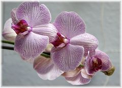 Orchidee