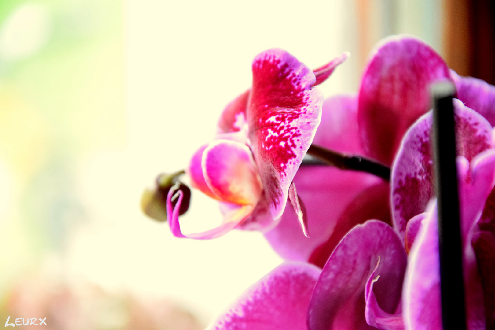 Orchidee