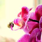 Orchidee