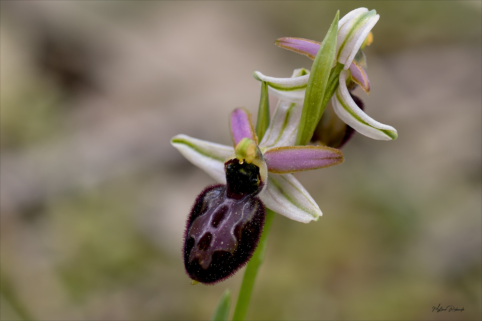 Orchidée