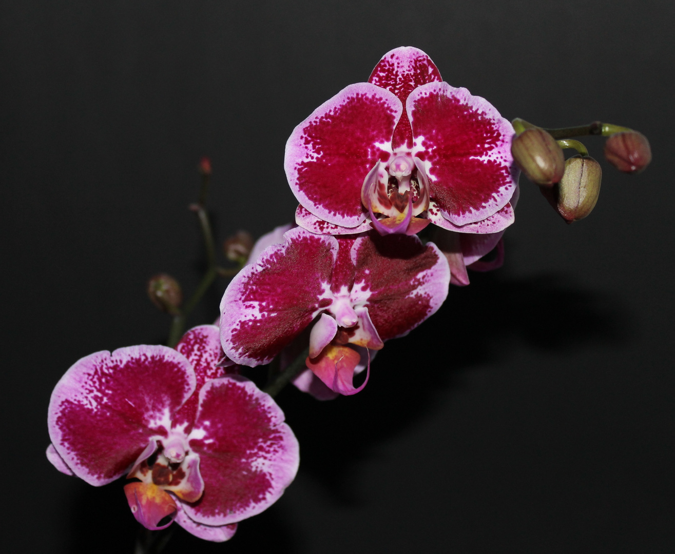 Orchidee