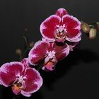 Orchidee