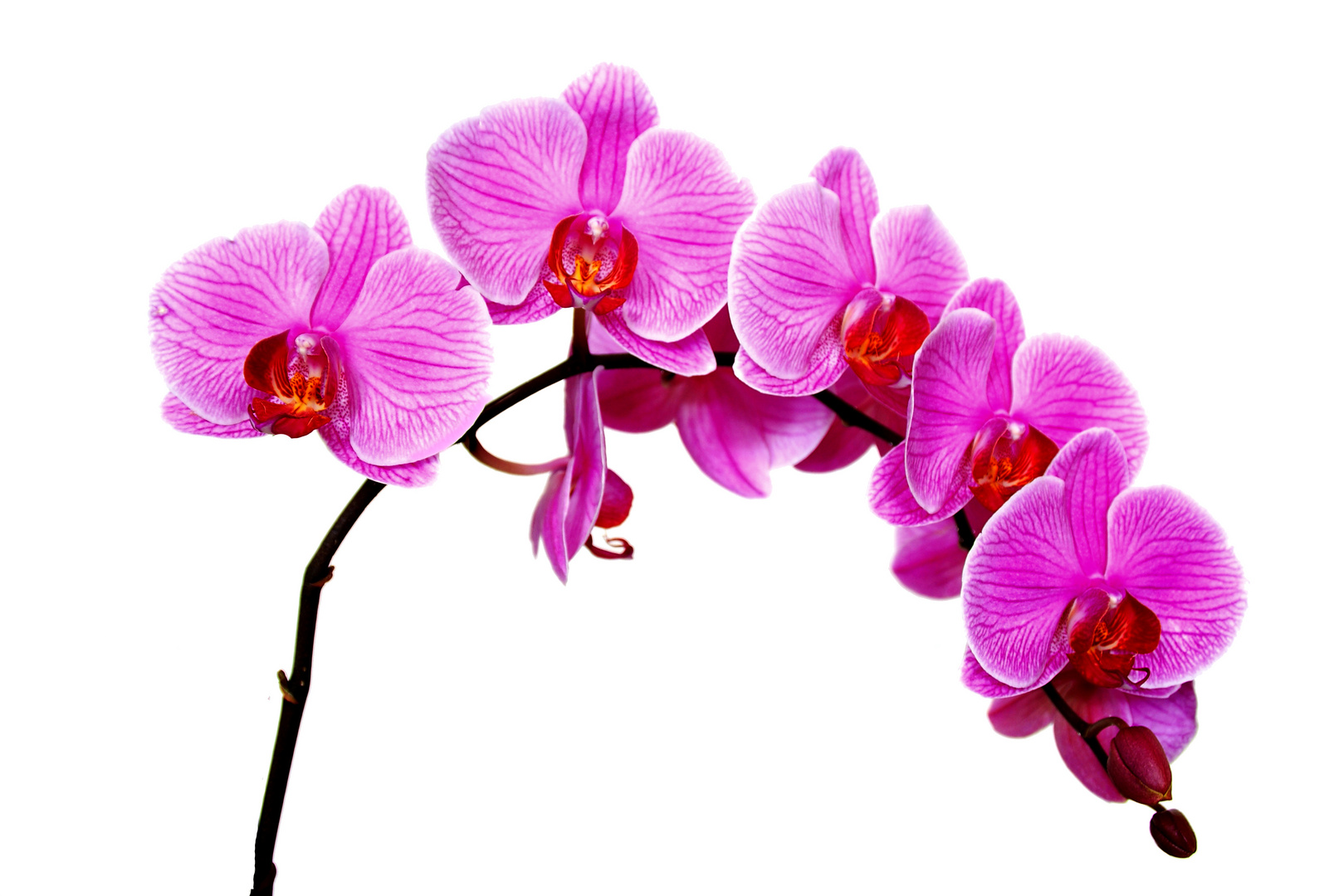 Orchidee Foto & Bild | sonstiges, naturkunst, gestalten mit blumen