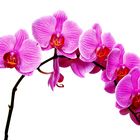 Orchidee