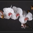 [ Orchidee ]