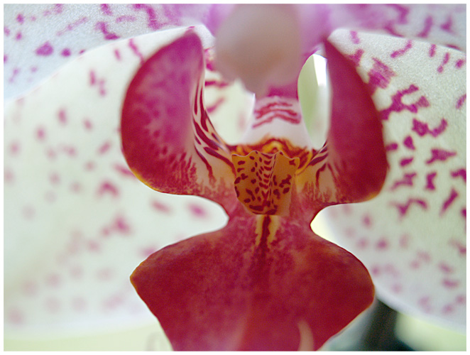 Orchidee