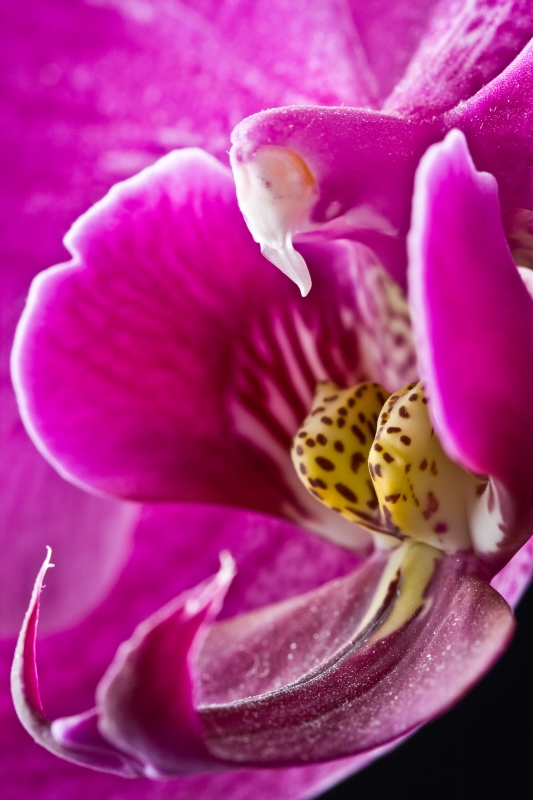 Orchidee