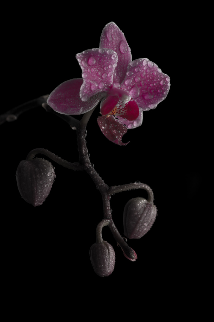 Orchidee