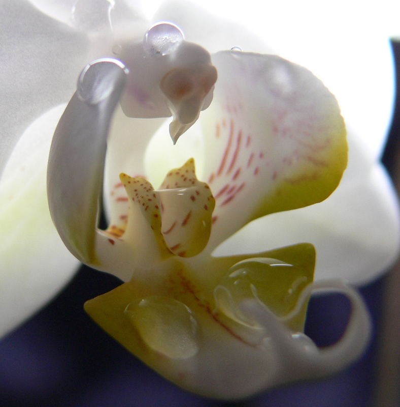 Orchidee