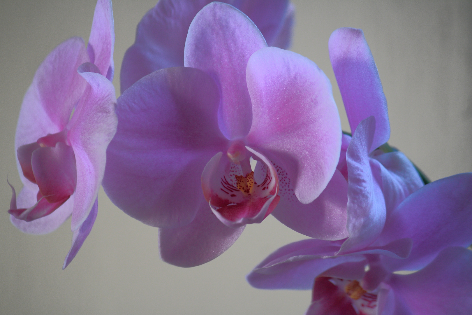 Orchidee