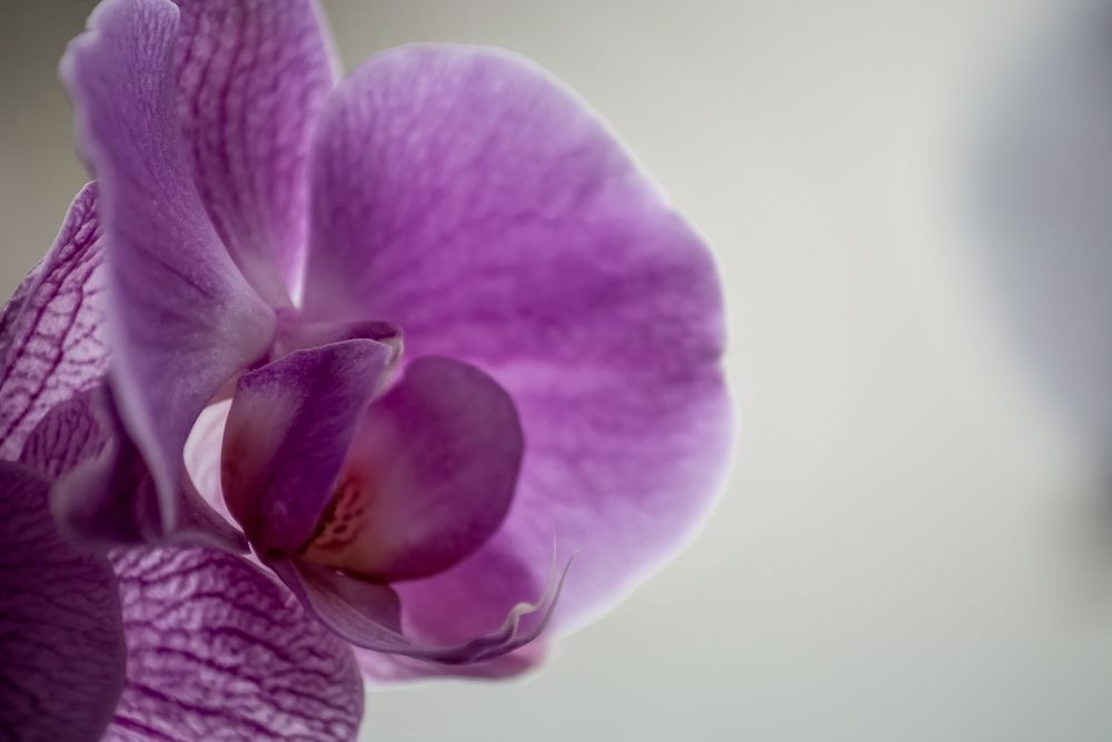 Orchidee