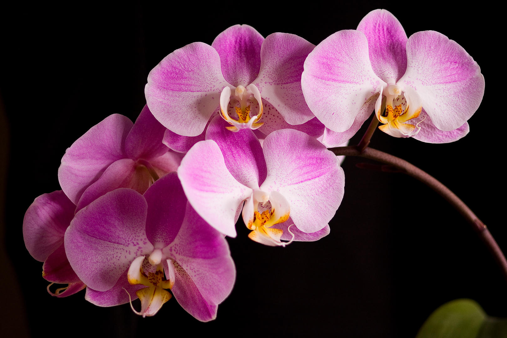 Orchidee