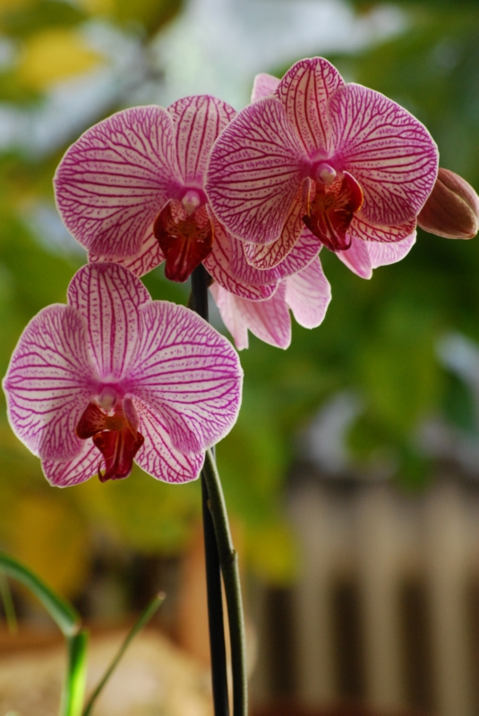 Orchidee