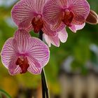 Orchidee