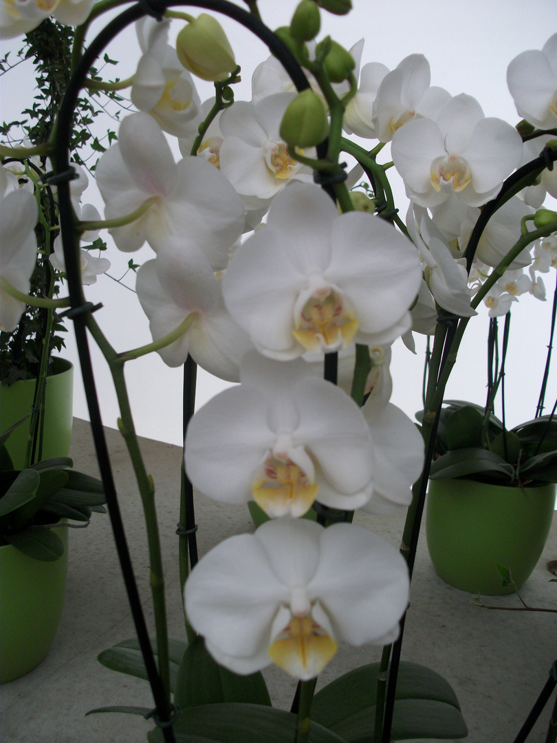 Orchidee