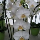 Orchidee