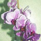 Orchidee