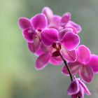 Orchidee