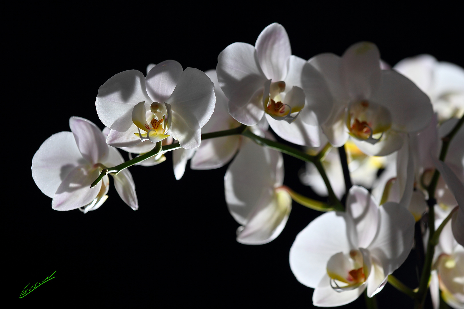 Orchidee