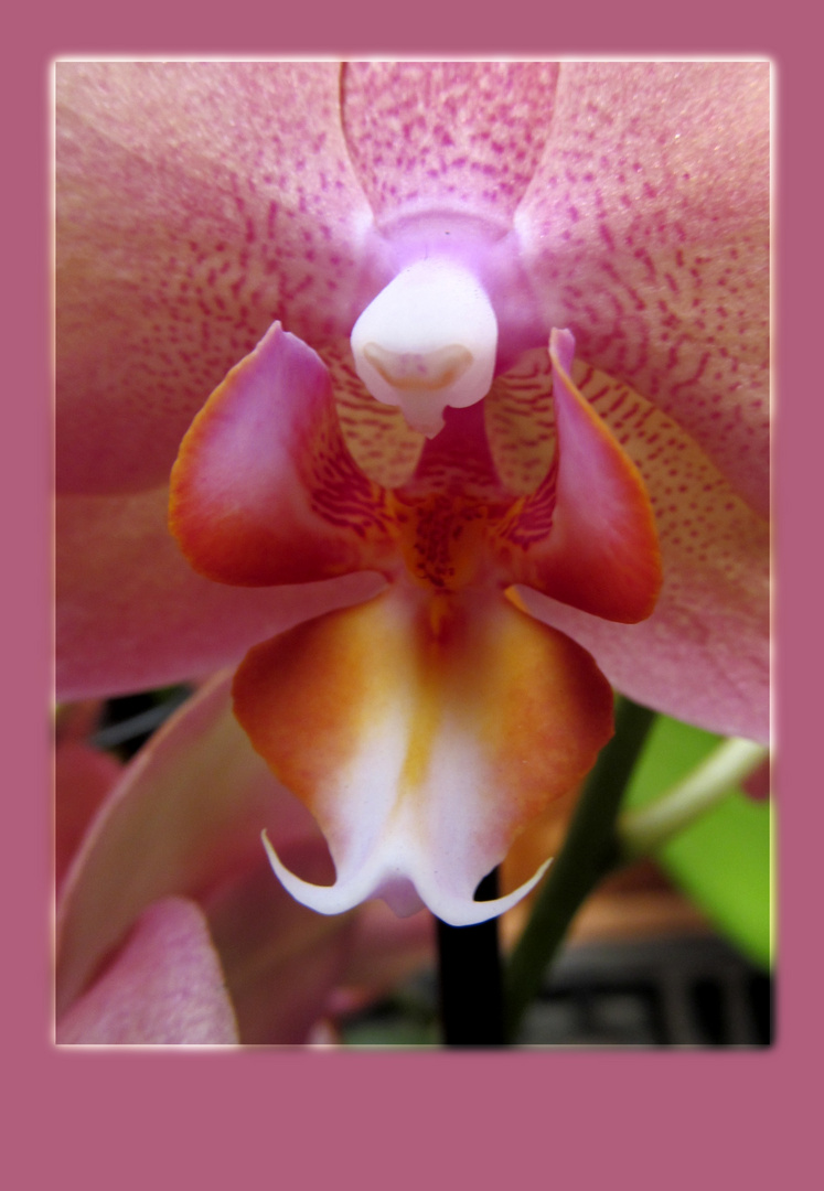 Orchidee ...