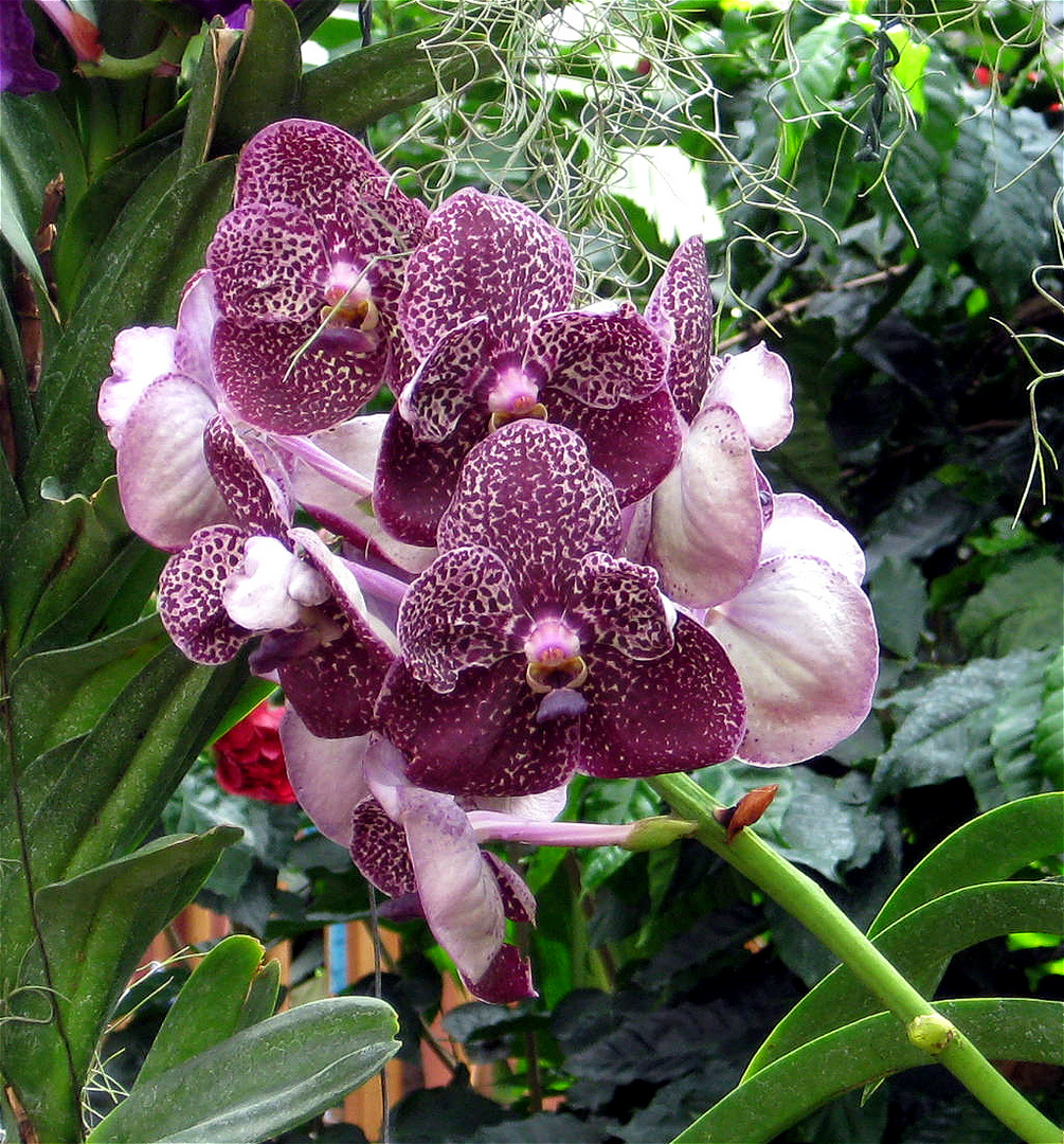 Orchidee