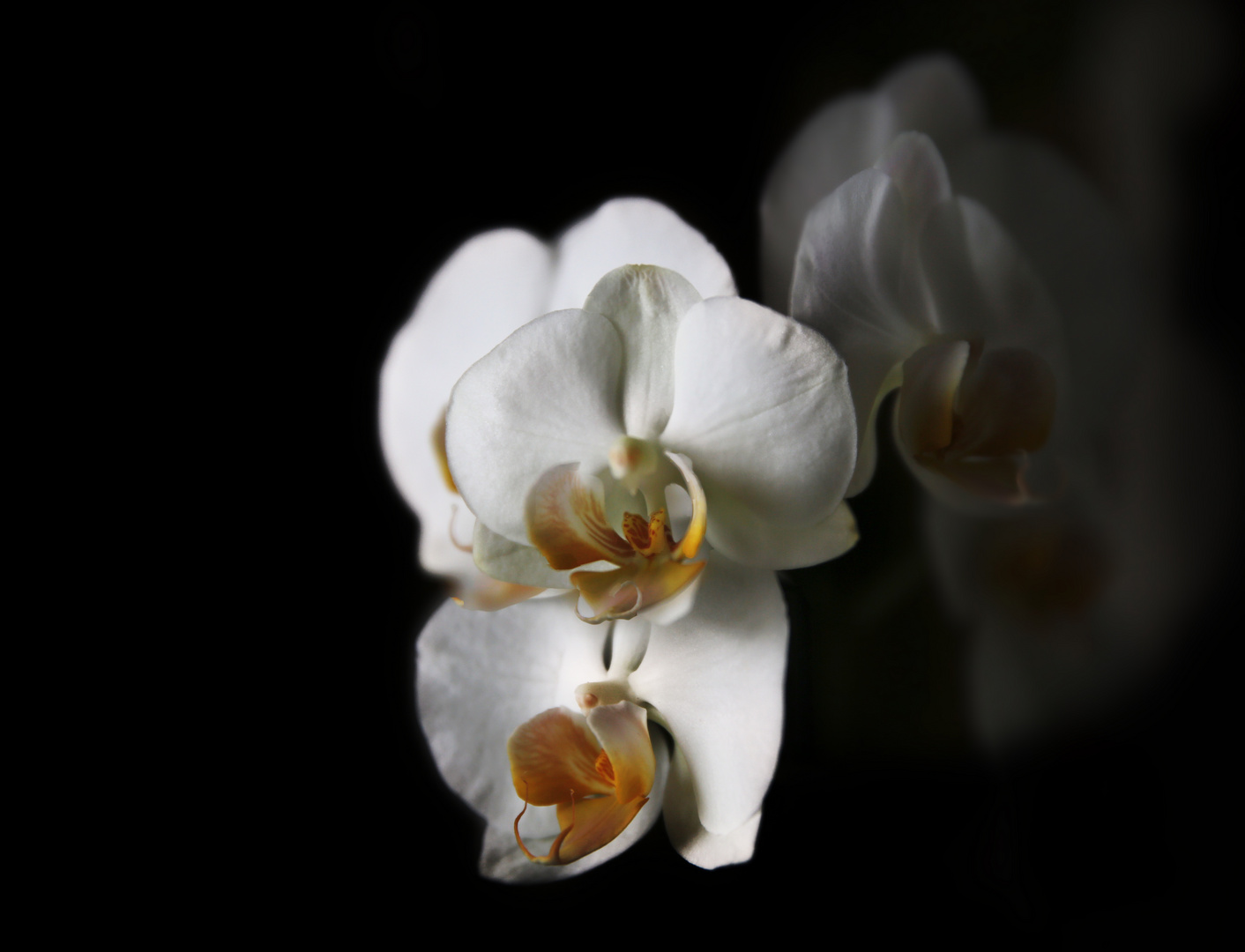 Orchidee