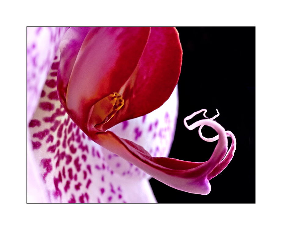 Orchidee