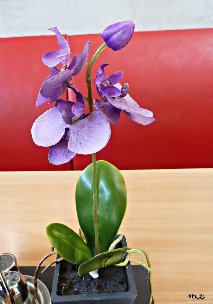 Orchidee......