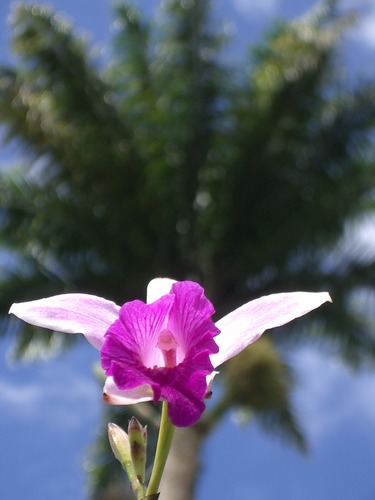 Orchidee (?)