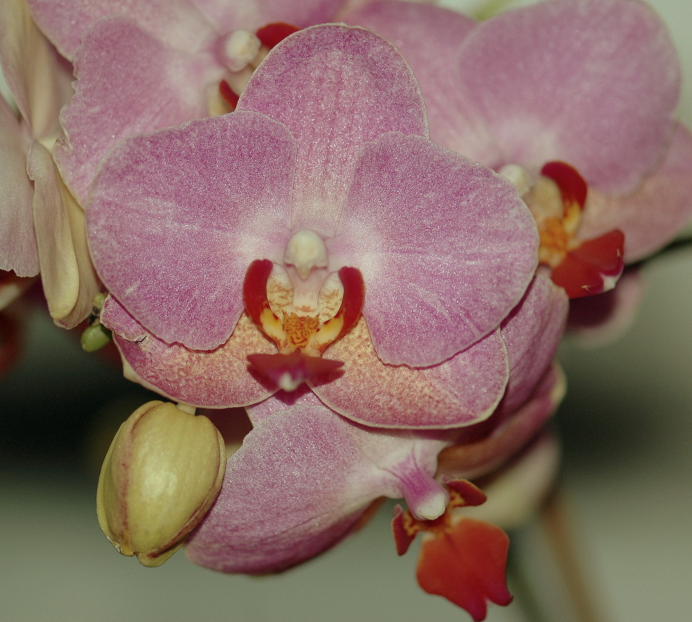 Orchidee