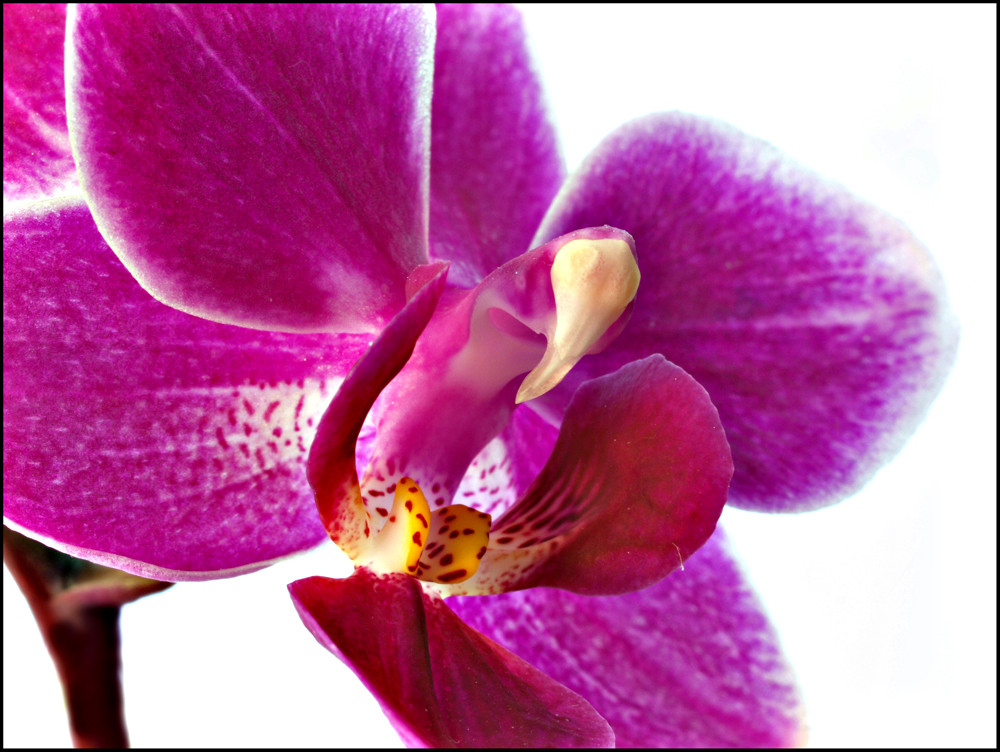 Orchidee