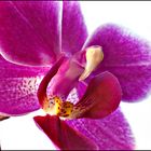 Orchidee