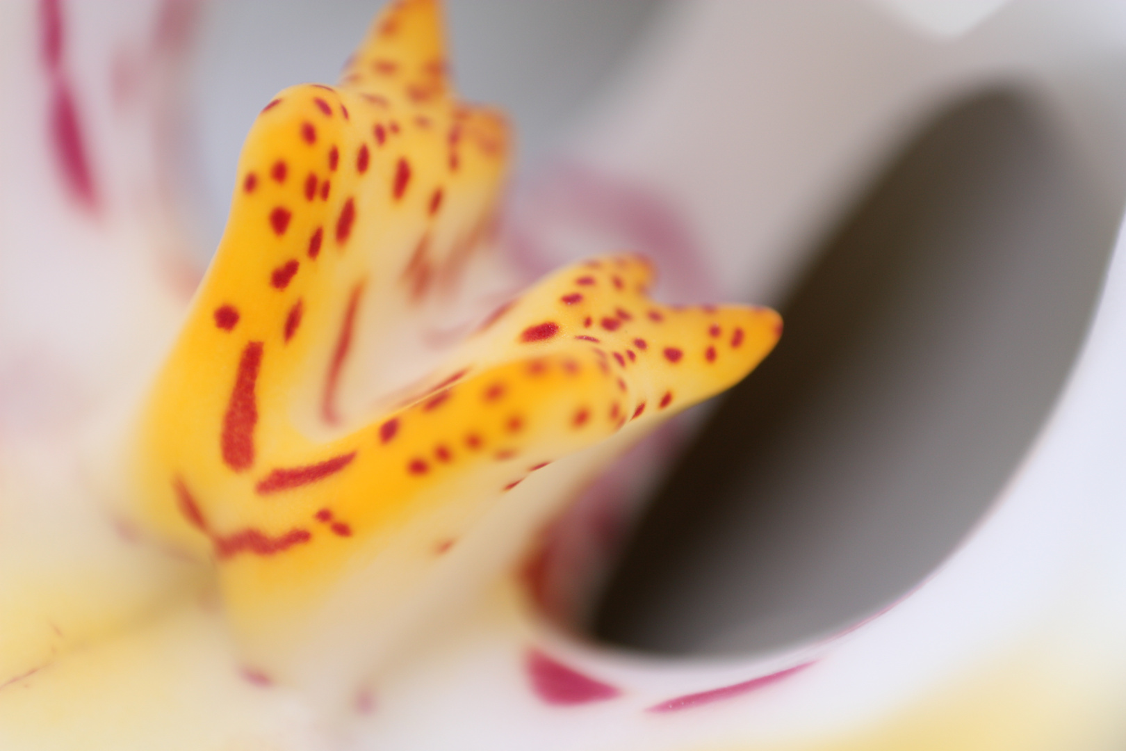 Orchidee 5