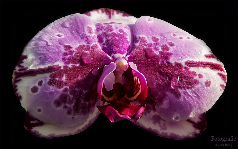 Orchidee 5