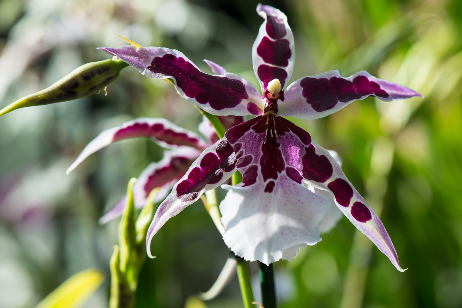 Orchidee 5