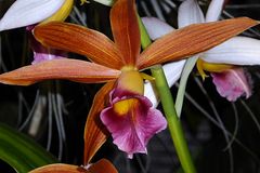 Orchidee 5