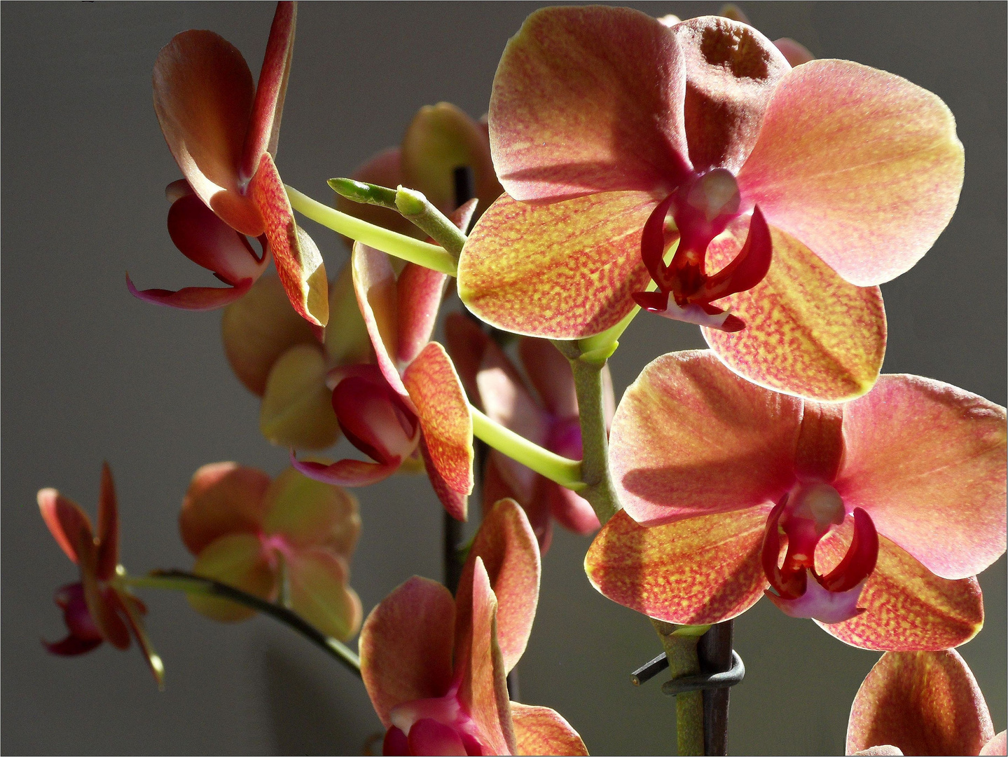 Orchidee 5