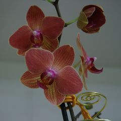 Orchidee 5