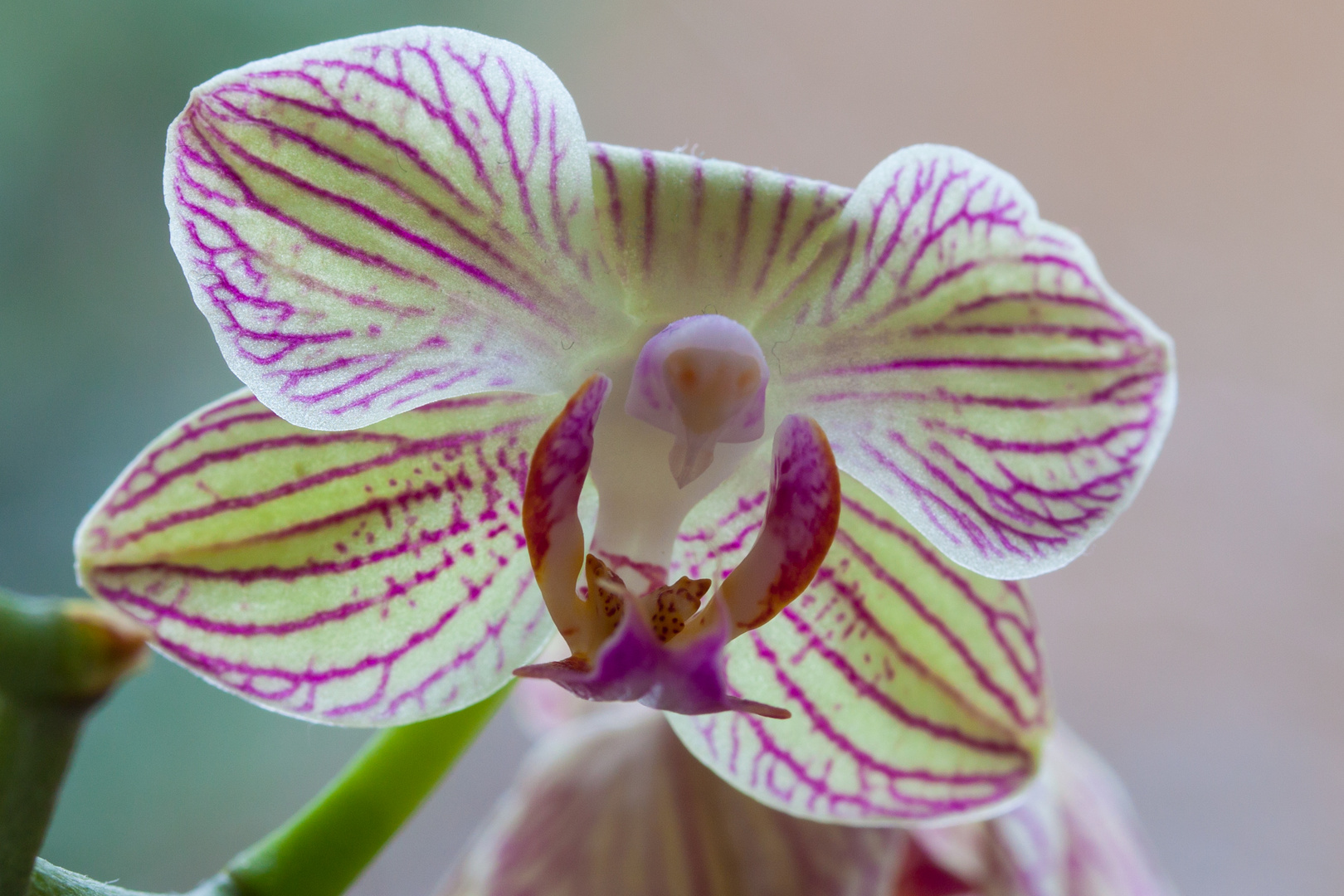 Orchidee 5