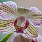 Orchidee 5