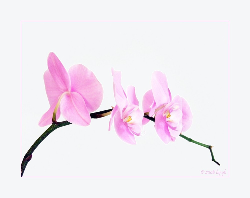 Orchidee *5