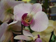 Orchidée 5