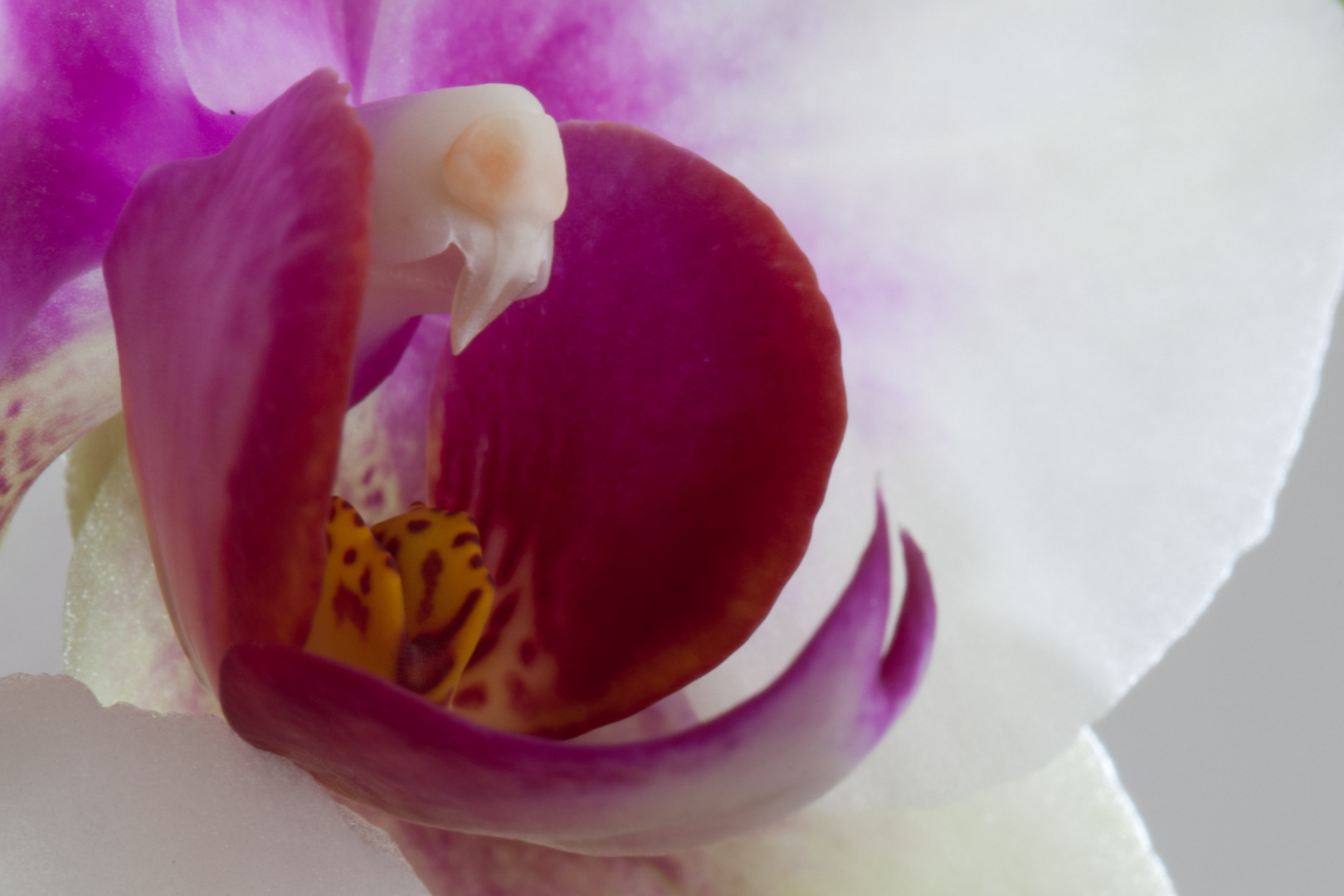 Orchidee 5