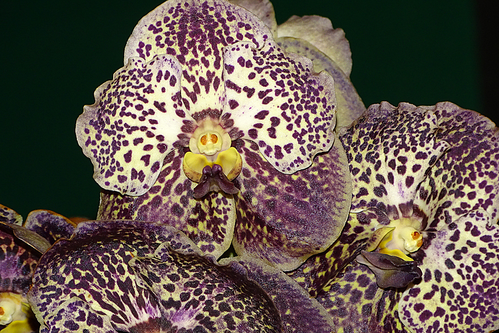 Orchidee-50